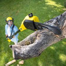 Best Hazardous Tree Removal  in Orland, CA